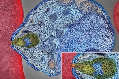 Malaria_Parasite_Connecting_to_Human_Red_Blood_Cell_(34034143483)