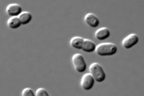 Synechococcus_PCC_7002_DIC (1)