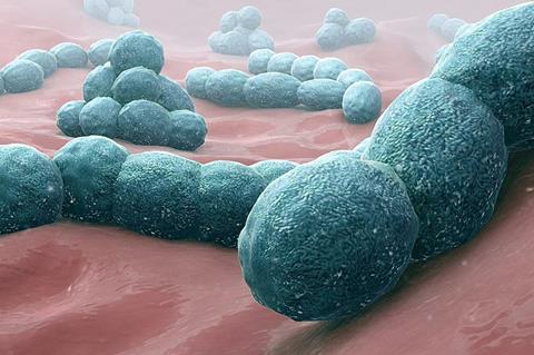 960px-Streptococcus_pneumoniae_-_A_causative_bacteria_of_meningitis