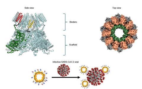 Low-Res_MultivalentProteinNanorings_Eng