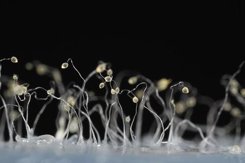 Dictyostelium_discoideum_43