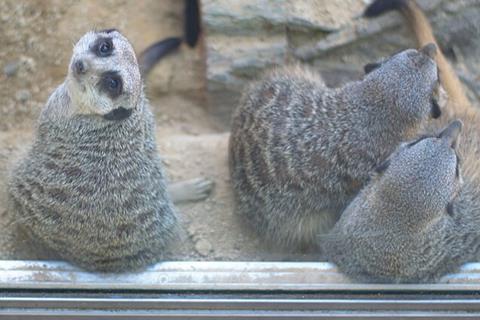 20180530Saarbrücken_Zoo_07 (1)