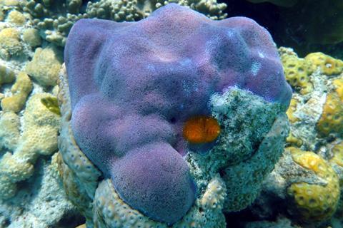 Porites_lobata,_Upolu_Reef