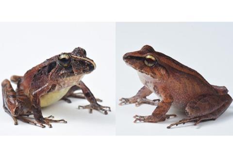 Low-Res_frogs-sized