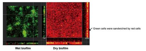 Low-Res_2024 1216 Salmonella dry surface biofilm