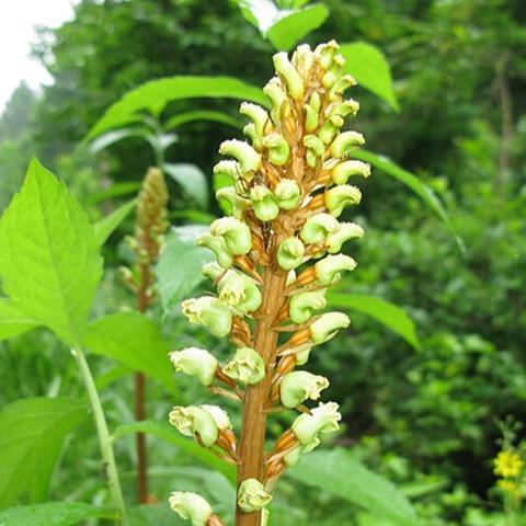 Gastrodia_elata_3