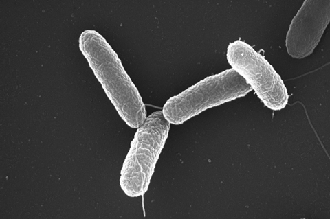 Salmonella_typhimurium