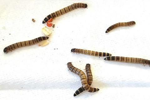 Low-Res_Infected-superworms_HERO