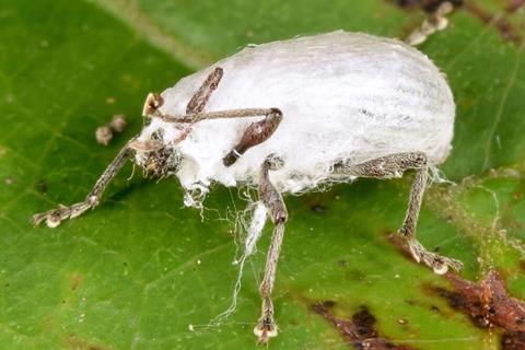 Insect infected with <i>Beauveria bassiana</i>