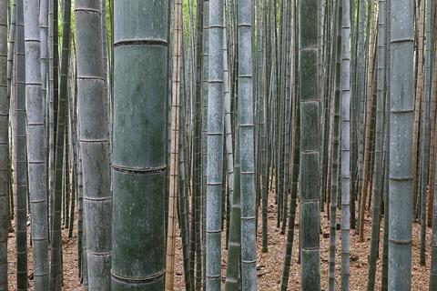 Bamboo_Forest,_Arashiyama,_Kyoto,_Japan