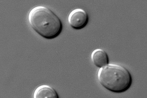 600px-S_cerevisiae_under_DIC_microscopy