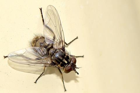 Stable_fly_-_Flickr_-_jeans_Photos