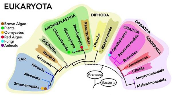 Clues to origins of complex life revealed with discovery of new ...