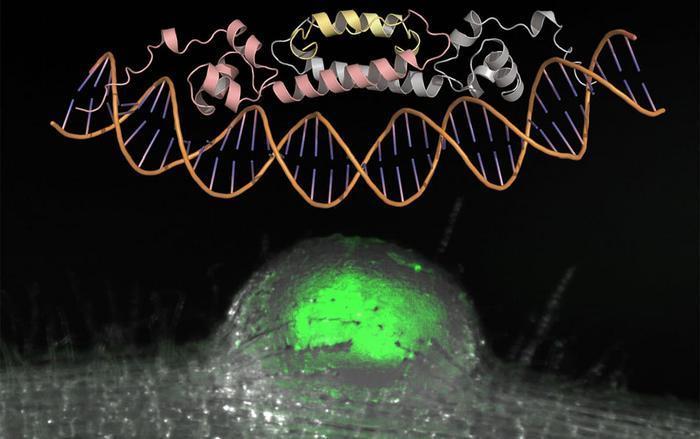 Ancestral motif enables broad DNA binding by NIN, a master regulator of ...