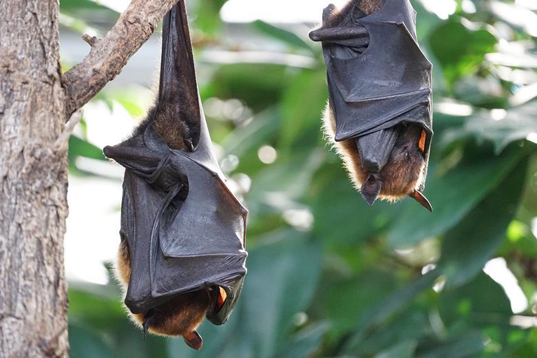 Rabies Insect Under the microscope: rabies | Features | The Microbiologist
