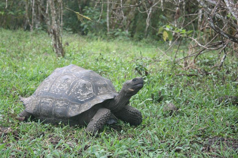 Discovering the microbial world on Galapagos giant tortoise shells ...