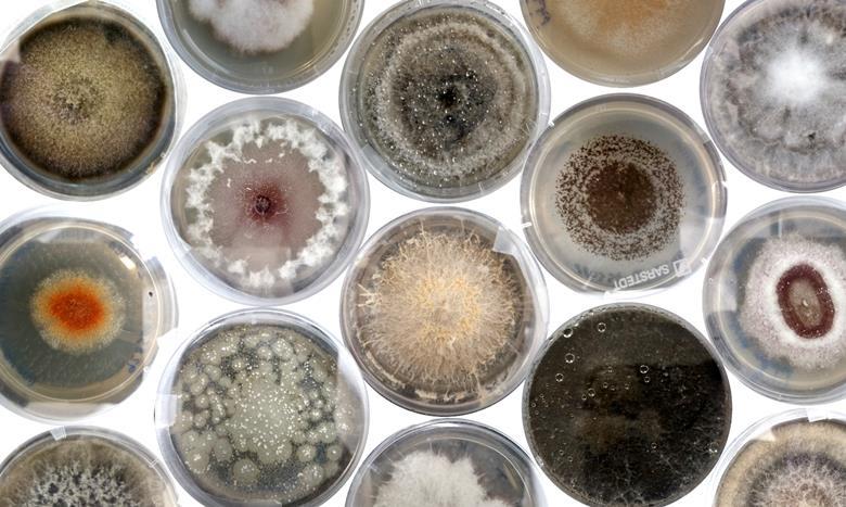 A Relationship With Benefits: Microfungi’s Important Role In Plant ...