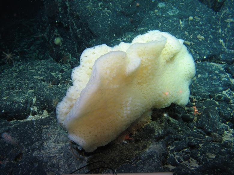 Deep sea sponges yield new bacterial strains that may battle pathogens