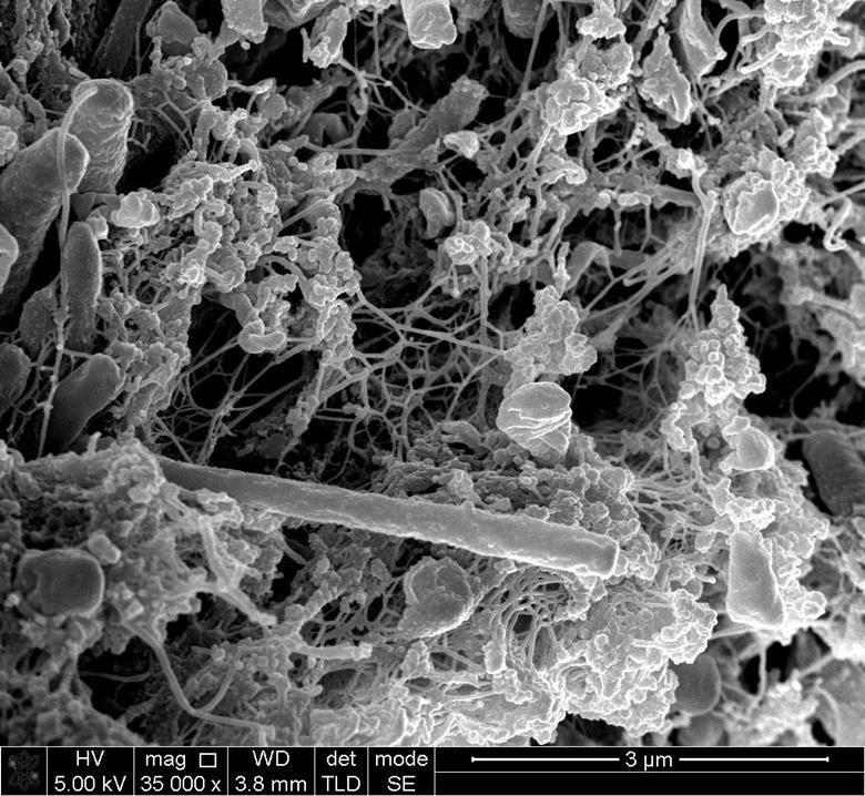 Two sides of science life as an academic and EditorinChief Careers