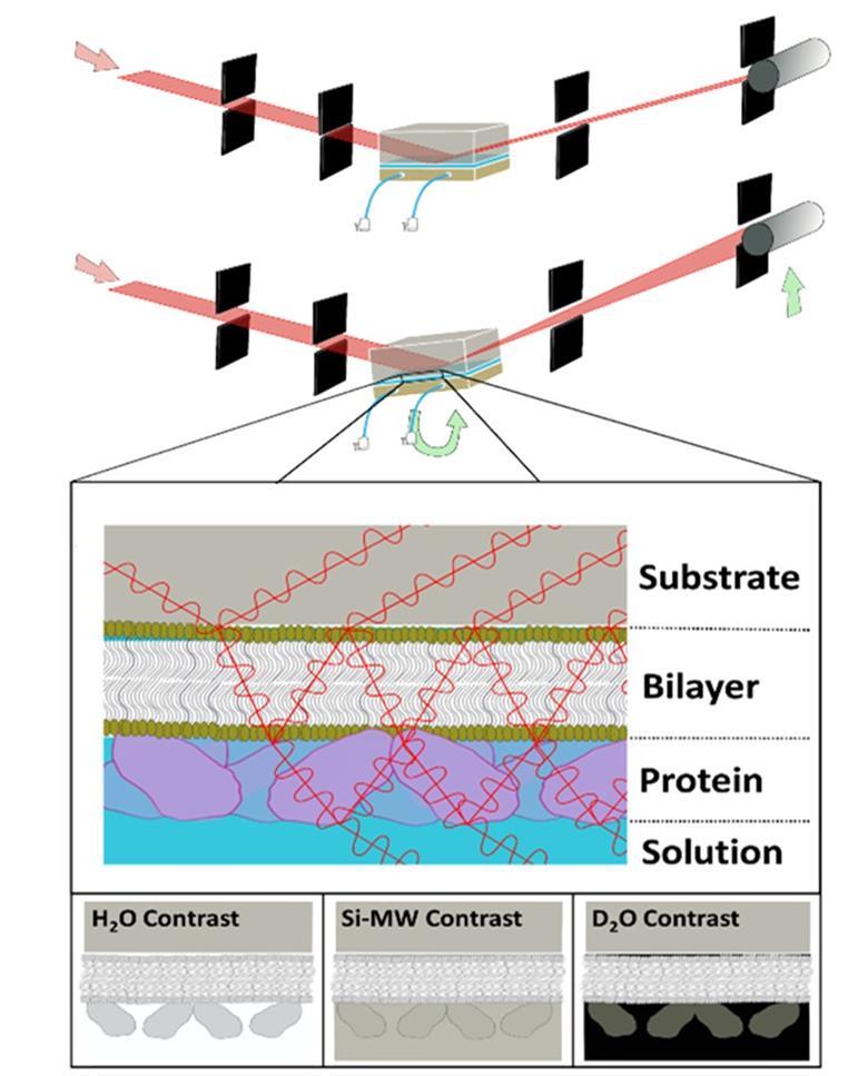 Revealing cell membrane architecture with neutron scattering at the ...