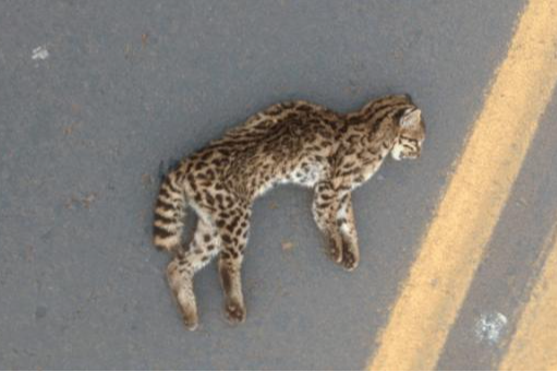 Low-Res_animal