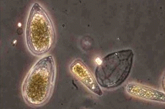 Aquatic-research23-g001